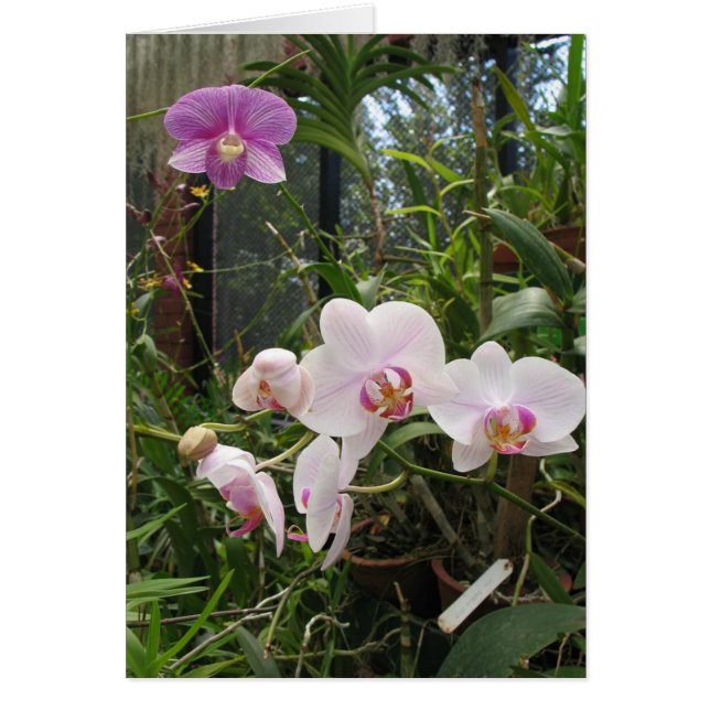 Orchideen - Maßgeschneiderte (Vorne)
