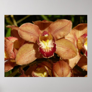 Orchideen mit Raindrops floral Poster