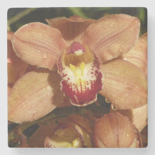 Orchideen mit Raindrops floral Steinuntersetzer