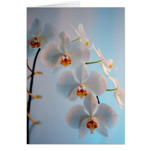 Orchideen-Niederlassung
