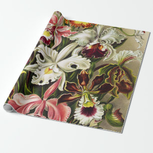 Orchideen, Orchideae Denusblumen Ernst Haeckel Geschenkpapier