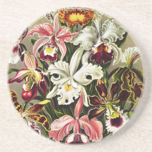 Orchideen, Orchideae Denusblumen Ernst Haeckel Getränkeuntersetzer