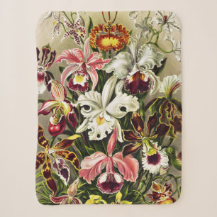 Orchideen, Orchideae Denusblumen Ernst Haeckel Sherpadecke