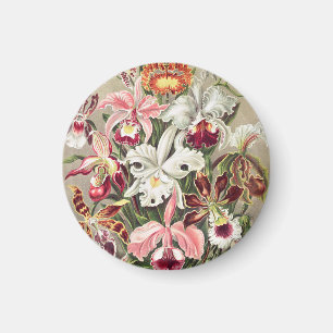Orchideen, Orchideae Denusblumen von Ernst Haeckel Magnet