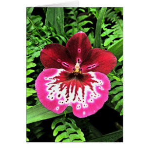 Orchideen-Orchideen-Orchidee