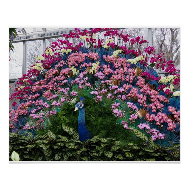 Orchideen-Pfau Poster (Vorderseite)