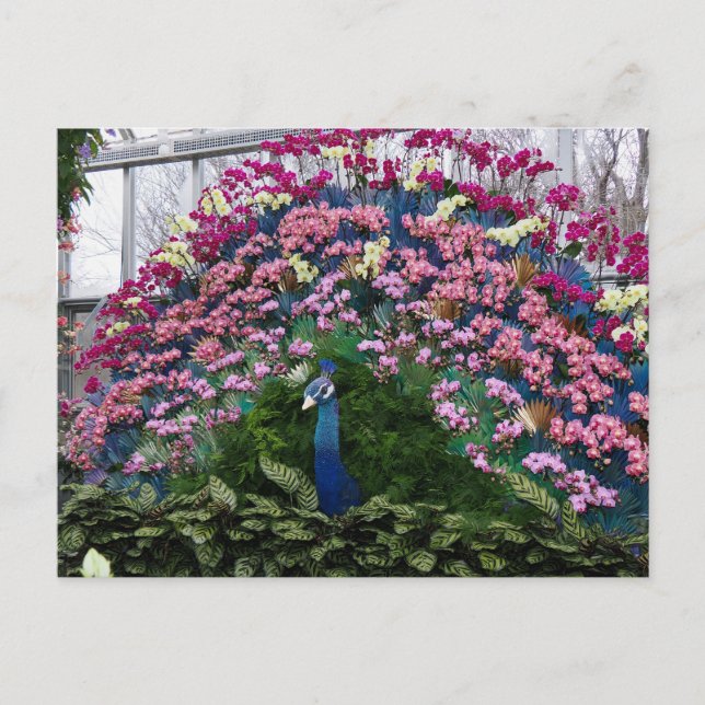 Orchideen-Pfau Postkarte (Vorderseite)
