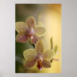 Orchideen-Plakat Poster