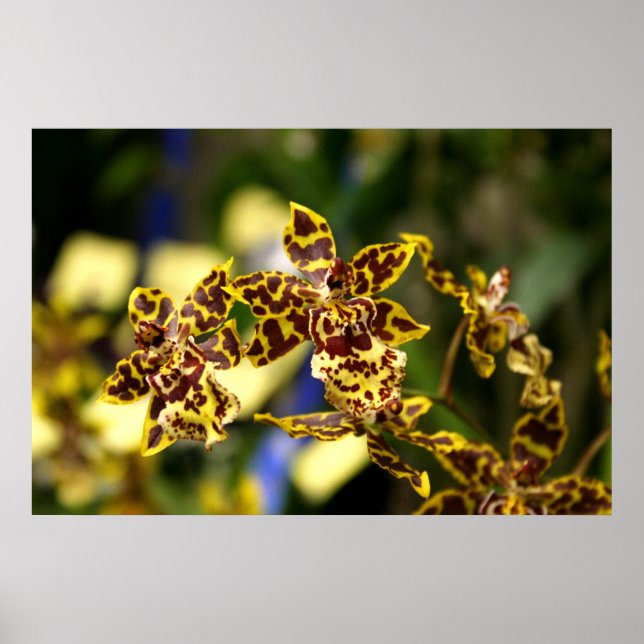 Orchideen Poster (Vorne)