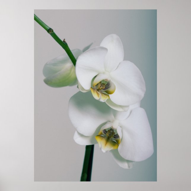 Orchideen Poster (Vorne)