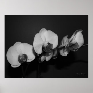 Orchideen Poster