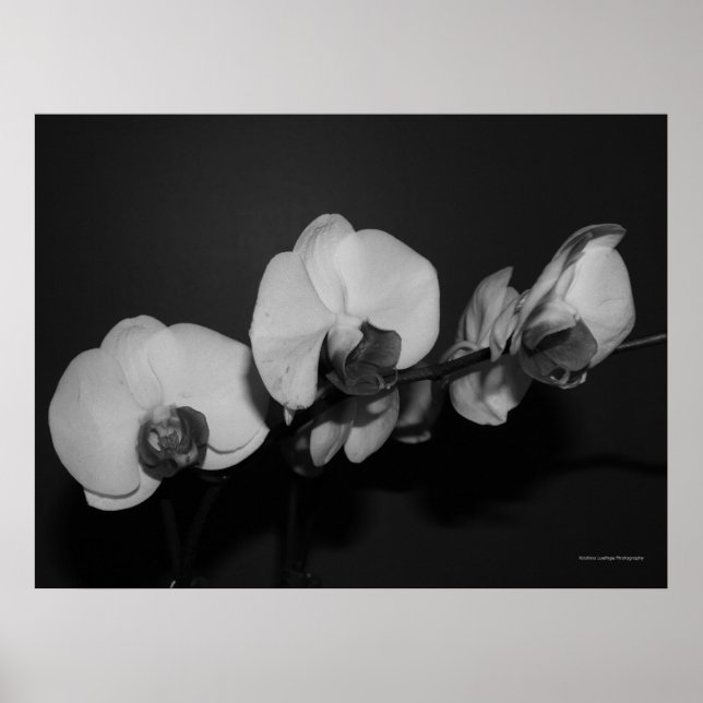 Orchideen Poster (Vorne)