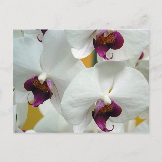 Orchideen Postkarte (Vorderseite)