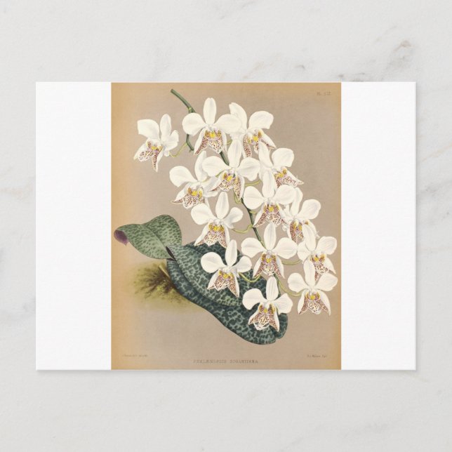 Orchideen Postkarte (Vorderseite)