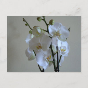 Orchideen Postkarte