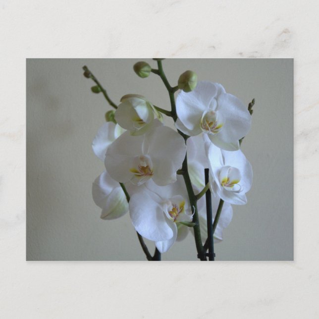 Orchideen Postkarte (Vorderseite)