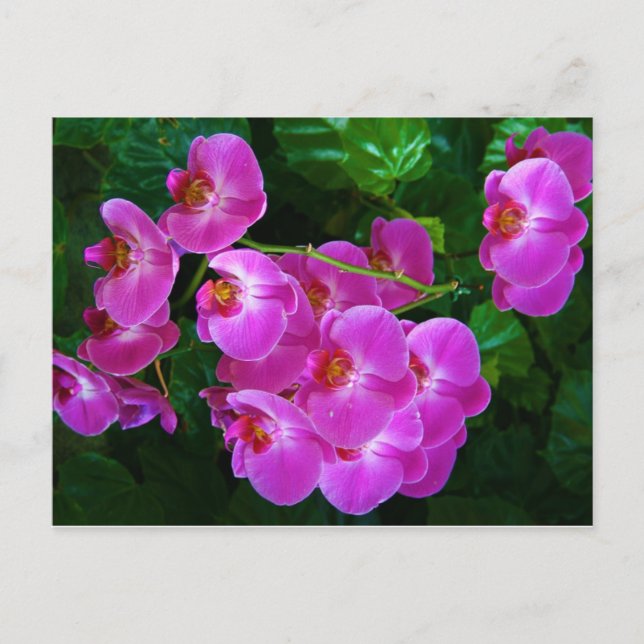 Orchideen Postkarte (Vorderseite)