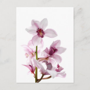 Orchideen Postkarte