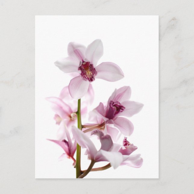 Orchideen Postkarte (Vorderseite)