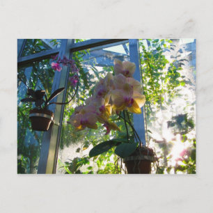 Orchideen Postkarte