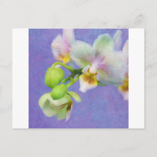 Orchideen Postkarte (Vorderseite)