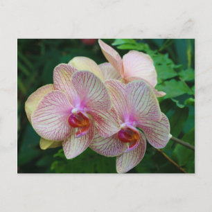 Orchideen Postkarte