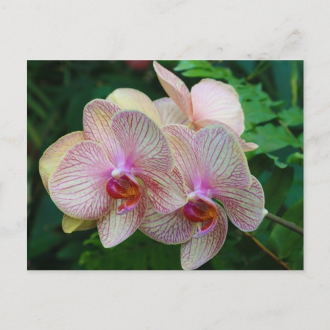 Orchideen Postkarte (Vorderseite)