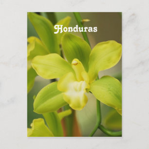 Orchideen Postkarte