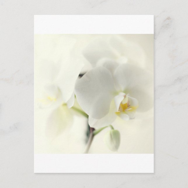 Orchideen Postkarte (Vorderseite)