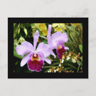 Orchideen Postkarte