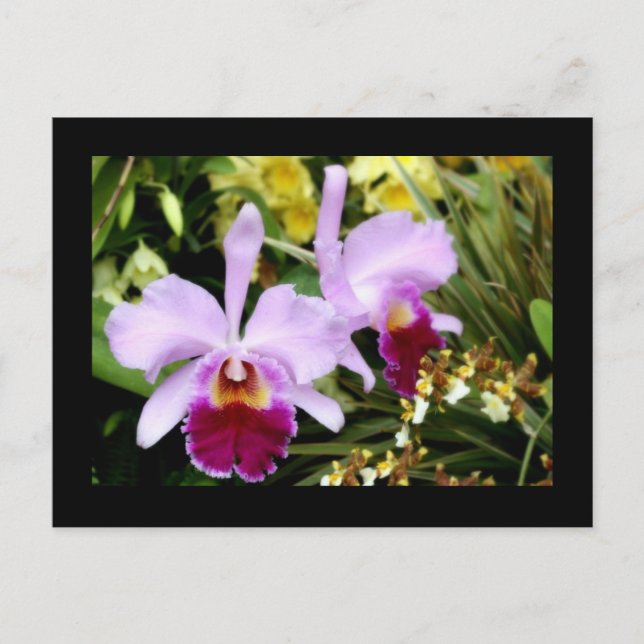 Orchideen Postkarte (Vorderseite)