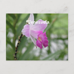 Orchideen Postkarte