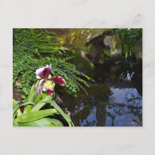 Orchideen Postkarte