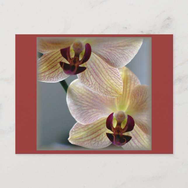 Orchideen Postkarte (Vorderseite)