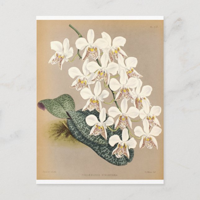 Orchideen Postkarte (Vorderseite)