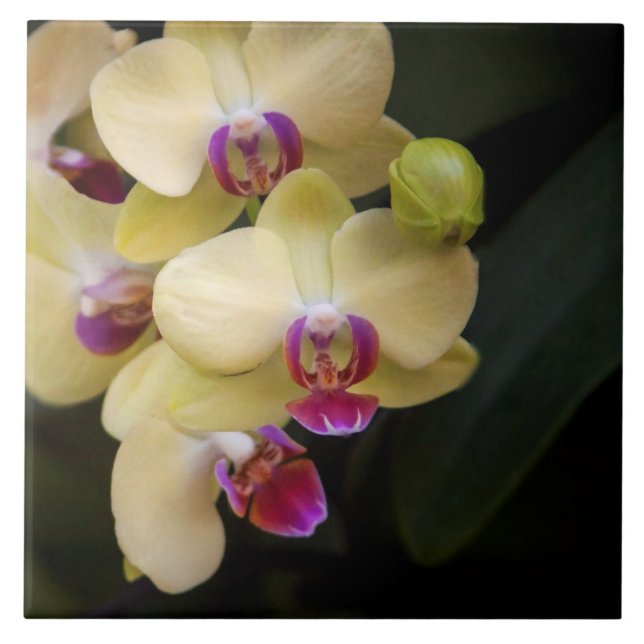 Orchideen, rosa und gelb fliese (Vorderseite)