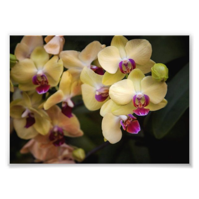 Orchideen, rosa und gelb fotodruck (Vorne)