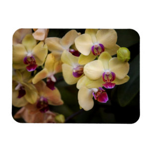 Orchideen, rosa und gelb magnet