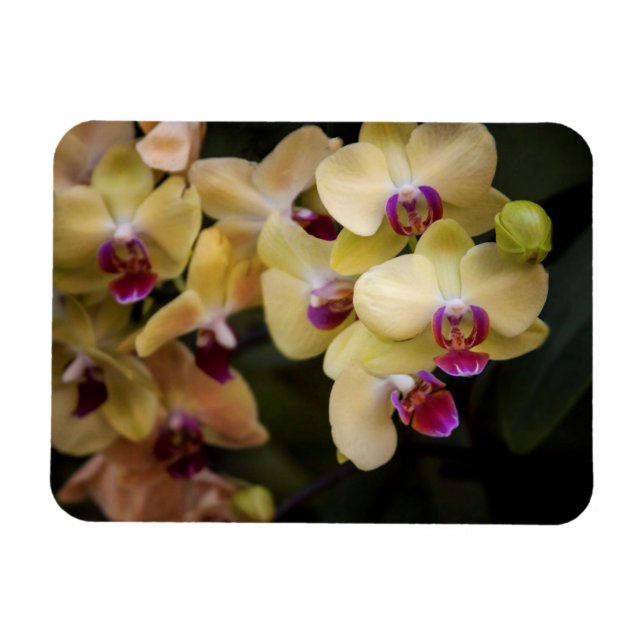 Orchideen, rosa und gelb magnet (Horizontal)