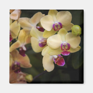 Orchideen, rosa und gelb magnet