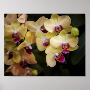 Orchideen, rosa und gelb poster