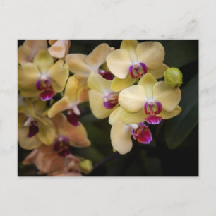 Orchideen, rosa und gelb postkarte
