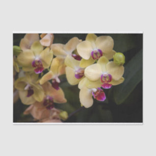 Orchideen, rosa und gelb seidenpapier