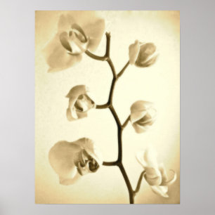Orchideen {Sepia}   Poster