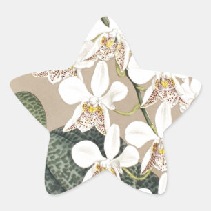 Orchideen Stern-Aufkleber