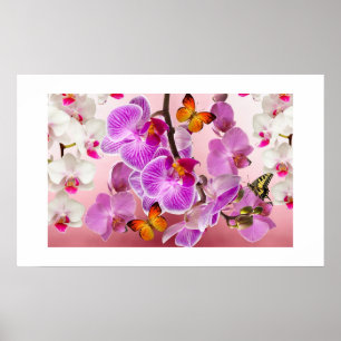 Orchideen und Schmetterlinge Poster