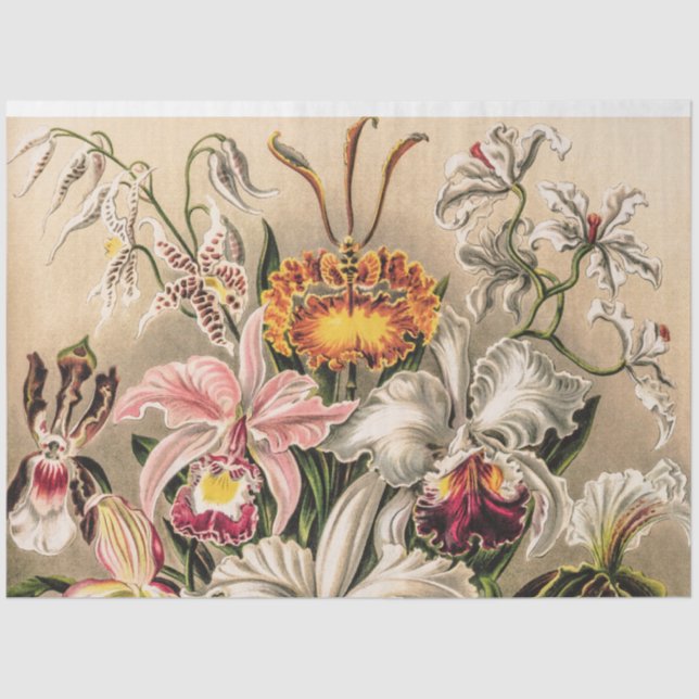 Orchideen von Ernst Haeckel Decoupage Tissue Seidenpapier (Vorderseite)