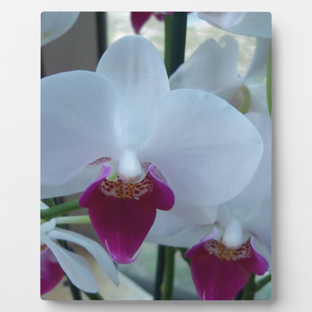 Orchideen, weiß und lila fotoplatte (Vorderseite)