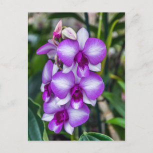 Orchideen, weiß und lila postkarte