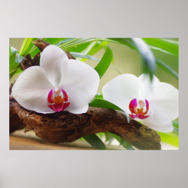 Orchideen Wellness Oase Poster (Vorne)